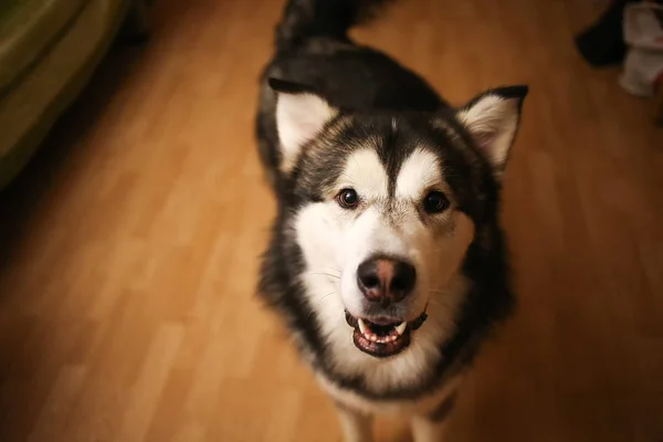 Retrato de alasca malamute interior olhando para a câmera — Fotografia de Stock