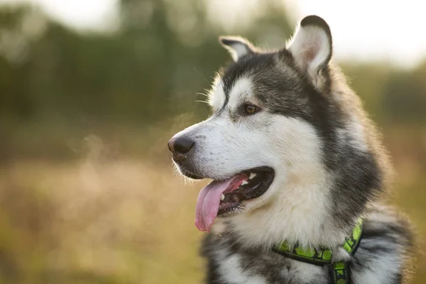 Cerca de gran marrón blanco de pura raza majestuoso Alaska Alaska Malamute perro —  Fotos de Stock