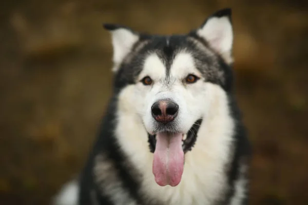 Cerca de gran marrón blanco pura raza majestuoso Alaska Alaska Malamute perro mascota sentado en el campo vacío en un parque verde —  Fotos de Stock