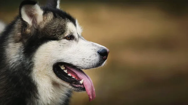 Zbliżenie duży brązowy biały czystorasowy majestatyczny Alaskan pies Malamute Alaska — Zdjęcie stockowe