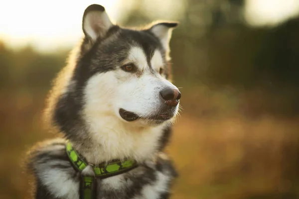 Close up big brown white purebred majestic Alaskan Alaska Malamute dog — Stock Photo, Image