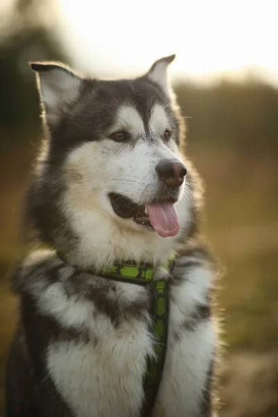 Cerca de gran marrón blanco de pura raza majestuoso Alaska Alaska Malamute perro —  Fotos de Stock