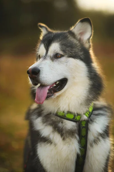 Zbliżenie duży brązowy biały czystorasowy majestatyczny Alaskan pies Malamute Alaska — Zdjęcie stockowe