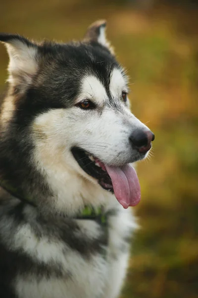 Закрыть большой коричнево-белый чистокровный величественный пёс Аляски Маламут — стоковое фото
