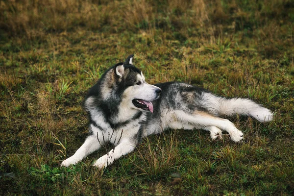 Close up grande marrom branco puro-sangue majestoso Alasca Malamute cão animal de estimação encontra-se no campo vazio parque verde — Fotografia de Stock