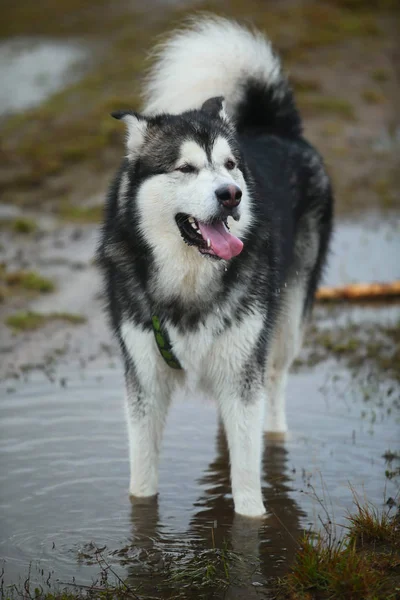 Cerca de gran marrón blanco de raza pura majestuoso Alaska Alaska Malamute perro en el campo vacío en el parque de verano —  Fotos de Stock