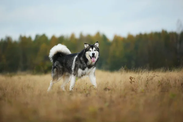 Большой коричневый белый чистокровный величественный пёс Аляски Маламут на пустом поле в летнем парке — стоковое фото