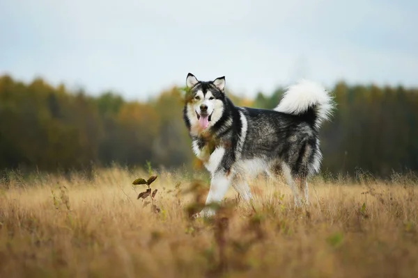 Duży brązowy biały czystorasowych majestatyczny Alaskan Alaska Malamute pies na pustym polu w parku letnim — Zdjęcie stockowe