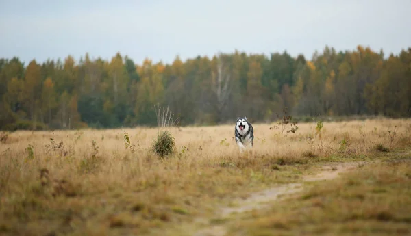 Grote bruin witte raszuivere majestueuze Alaskan Alaska Malamute hond wandelen op het lege veld in zomerpark — Stockfoto