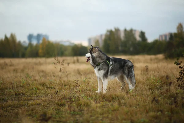 Grande marrom branco puro-sangue majestoso Alasca Malamute cão no campo vazio no parque de verão — Fotografia de Stock