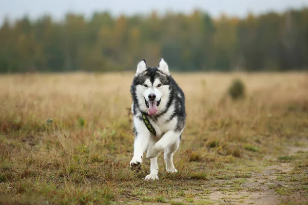 Grande marrom branco puro-sangue majestoso Alasca Malamute cão caminhando no campo vazio no parque de verão — Fotografia de Stock