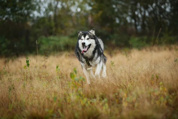 Duży brązowy biały czystorasowych majestatyczny Alaskan Alaska Malamute pies chodzenie na pustym polu w parku letnim — Zdjęcie stockowe