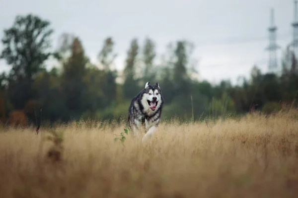 Grande marrom branco puro-sangue majestoso Alasca Malamute cão caminhando no campo vazio no parque de verão — Fotografia de Stock