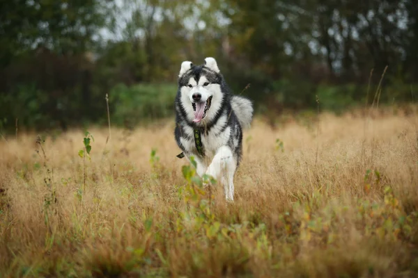 Duży brązowy biały czystorasowych majestatyczny Alaskan Alaska Malamute pies chodzenie na pustym polu w parku letnim — Zdjęcie stockowe