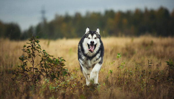 Portrait of a big white gray purebred Alaskan Malamute dog running forward on a spring field. Dog put tongue out with. Blue bright cloudy sky, grass and trees background