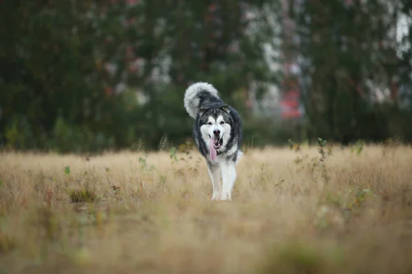 Grande marrom branco puro-sangue majestoso Alasca Malamute cão caminhando no campo vazio no parque de verão — Fotografia de Stock