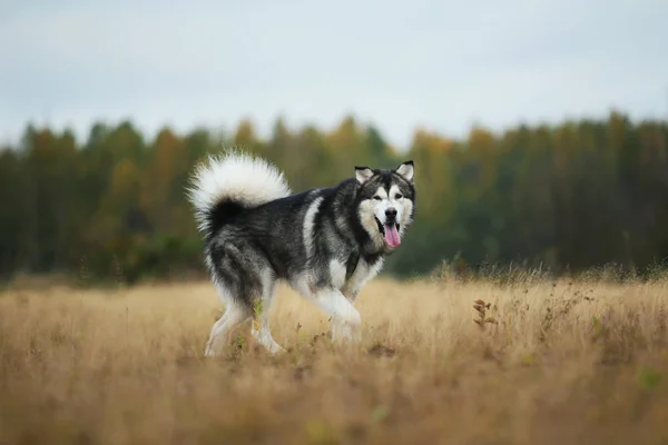 Duży brązowy biały czystorasowych majestatyczny Alaskan Alaska Malamute pies chodzenie na pustym polu w parku letnim — Zdjęcie stockowe