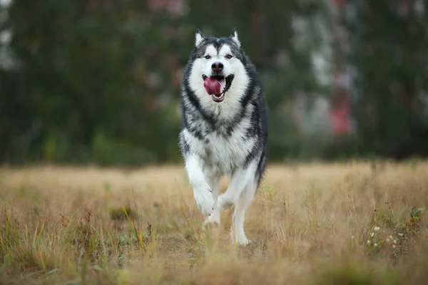 Großer braun weißer reinrassiger majestätischer alaskan alaska malamute Hund, der auf dem leeren Feld im Sommerpark spaziert — Stockfoto