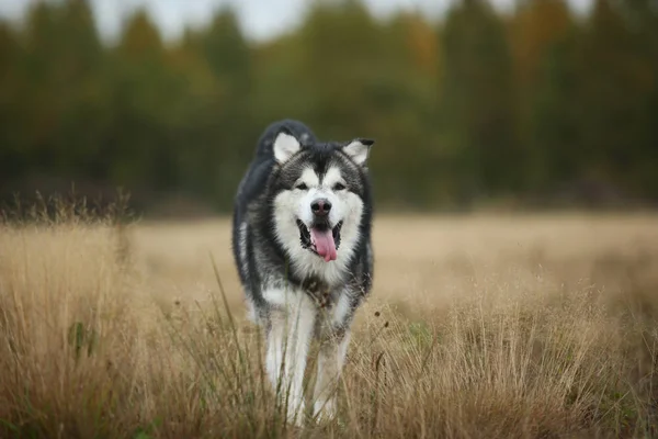 Большой коричневый белый чистокровный величественный пёс Аляски Маламут гуляет по пустому полю в летнем парке — стоковое фото