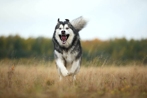 Portrait of a big white gray purebred Alaskan Malamute dog running forward on a spring field. Dog put tongue out with. Blue bright cloudy sky, grass and trees background