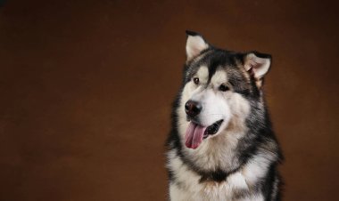 Bir alaskan malamute köpek de Yan görünümü kahverengi siyah zemin üzerinde stüdyoda oturan ve kenara bakarak