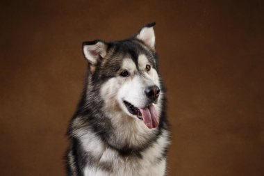 Bir alaskan malamute köpek de Yan görünümü kahverengi siyah zemin üzerinde stüdyoda oturan ve kenara bakarak