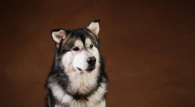 Bir alaskan malamute köpek de Yan görünümü kahverengi siyah zemin üzerinde stüdyoda oturan ve kenara bakarak