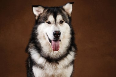 Bir alaskan malamute köpek de yan görünümü kahverengi siyah zemin üzerinde stüdyoda oturan ve kameraya bakarak