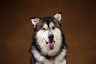 Bir alaskan malamute köpek de yan görünümü kahverengi siyah zemin üzerinde stüdyoda oturan ve kameraya bakarak