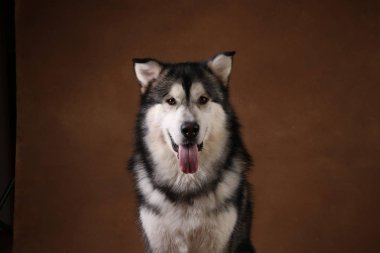 Bir alaskan malamute köpek de yan görünümü kahverengi siyah zemin üzerinde stüdyoda oturan ve kameraya bakarak