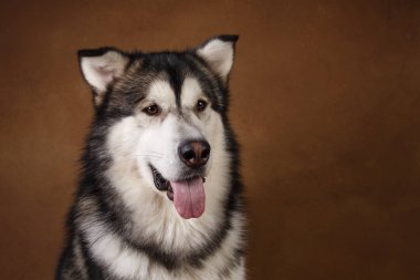 Bir alaskan malamute köpek de Yan görünümü kahverengi siyah zemin üzerinde stüdyoda oturan ve kenara bakarak