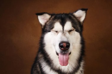 Bir alaskan malamute köpek de yan görünümü kahverengi siyah zemin üzerinde stüdyoda oturan ve kameraya bakarak