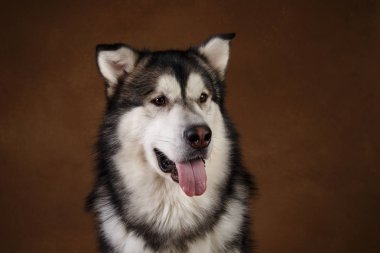 Bir alaskan malamute köpek de Yan görünümü kahverengi siyah zemin üzerinde stüdyoda oturan ve kenara bakarak