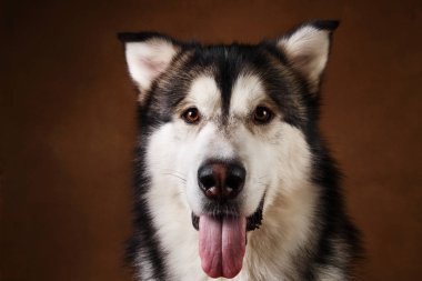 Bir alaskan malamute köpek de yan görünümü kahverengi siyah zemin üzerinde stüdyoda oturan ve kameraya bakarak