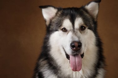 Bir alaskan malamute köpek de yan görünümü kahverengi siyah zemin üzerinde stüdyoda oturan ve kameraya bakarak