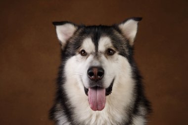 Bir alaskan malamute köpek de yan görünümü kahverengi siyah zemin üzerinde stüdyoda oturan ve kameraya bakarak