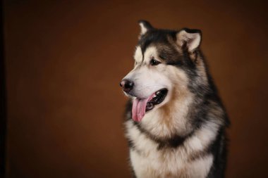 Bir alaskan malamute köpek de Yan görünümü kahverengi siyah zemin üzerinde stüdyoda oturan ve kenara bakarak