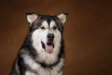 Bir alaskan malamute köpek de yan görünümü kahverengi siyah zemin üzerinde stüdyoda oturan ve kameraya bakarak