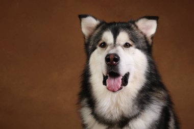 Bir alaskan malamute köpek de yan görünümü kahverengi siyah zemin üzerinde stüdyoda oturan ve kameraya bakarak