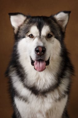 Alaskan malamute köpek portresi kahverengi siyah zemin üzerinde stüdyoda oturan ve kamera bakarak