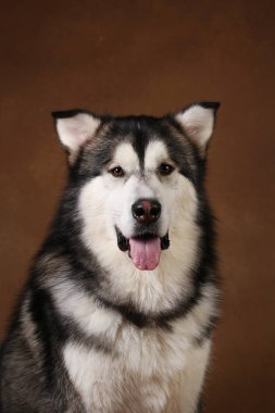 Alaskan malamute köpek portresi kahverengi siyah zemin üzerinde stüdyoda oturan ve kamera bakarak