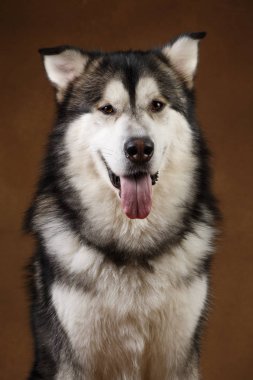 Alaskan malamute köpek portresi kahverengi siyah zemin üzerinde stüdyoda oturan ve kamera bakarak
