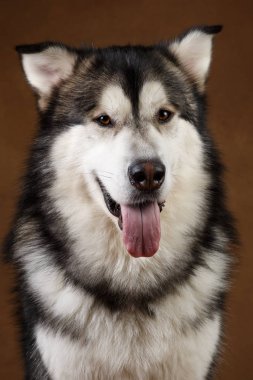 Alaskan malamute köpek portresi kahverengi siyah zemin üzerinde stüdyoda oturan ve kamera bakarak