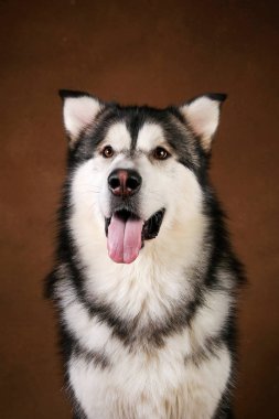 Alaskan malamute köpek portresi kahverengi siyah zemin üzerinde stüdyoda oturan ve kamera bakarak