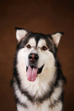 Alaskan malamute köpek portresi kahverengi siyah zemin üzerinde stüdyoda oturan ve kamera bakarak