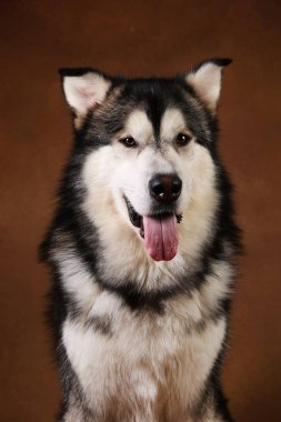 Alaskan malamute köpek portresi kahverengi siyah zemin üzerinde stüdyoda oturan ve kamera bakarak