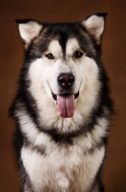 Alaskan malamute köpek portresi kahverengi siyah zemin üzerinde stüdyoda oturan ve kamera bakarak