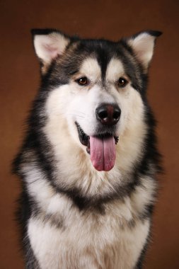Alaskan malamute köpek portresi kahverengi siyah zemin üzerinde stüdyoda oturan ve kamera bakarak