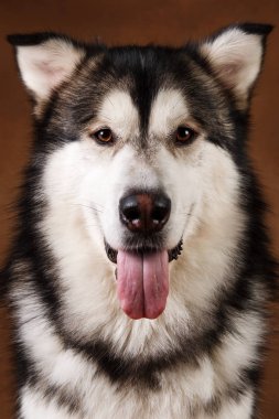Alaskan malamute köpek portresi kahverengi siyah zemin üzerinde stüdyoda oturan ve kamera bakarak