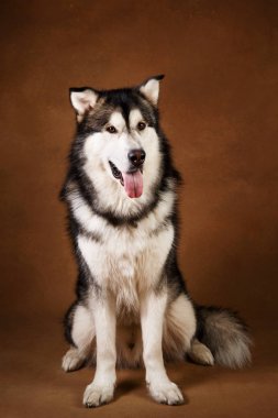 Alaskan malamute köpek portresi kahverengi siyah zemin üzerinde stüdyoda oturan ve kamera bakarak